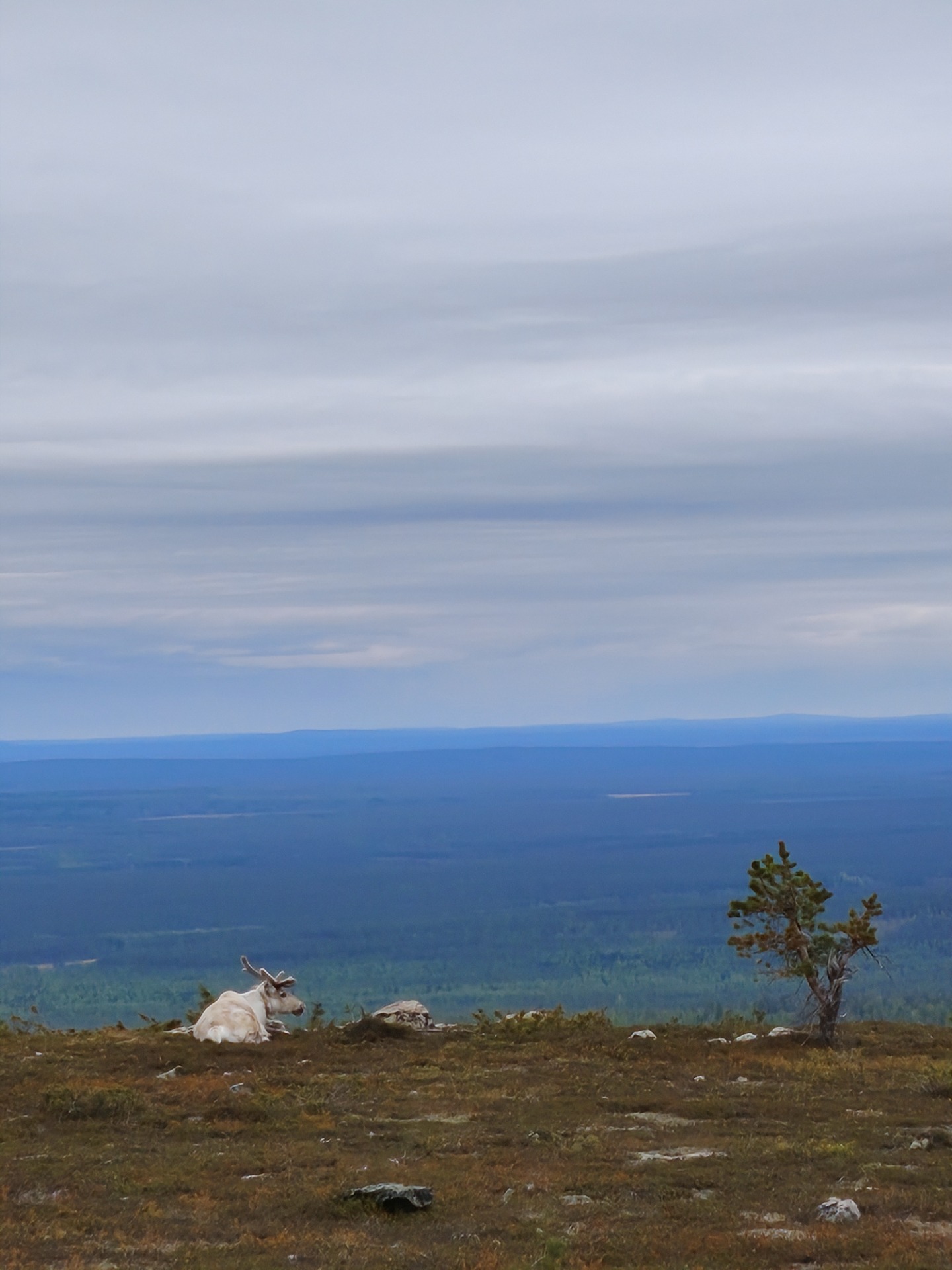 Ukko-Luoston päällä osataan nauttia maisemista
